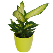 Dieffenbachia 'Camilla' + Cachep Verde Limo